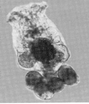 E-copepods-2-rotifer1