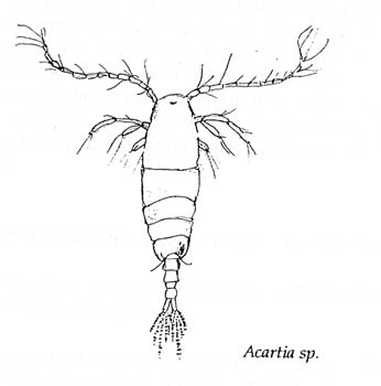 E-copepods-1-Acartia1